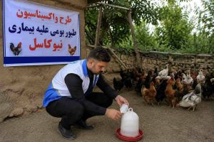 آغاز واکسیناسیون رایگان طیور بومی در اردبیل علیه بیماری نیوکاسل با پوشش یک و نیم میلیون قطعه