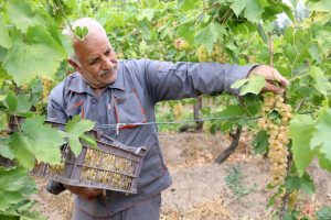 پیش‌بینی برداشت ۳۰ هزار تن انگور از تاکستان‌های مشکین‌شهر