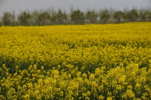 آغاز شبکه ملی مزارع الگویی کلزا با نخستین مزرعه در شهرستان نمین