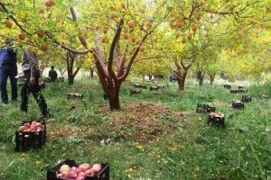پیش‌بینی برداشت بیش از ۲۵ هزار تن سیب از باغات مشگین‌شهر