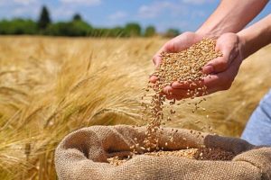 پرداخت مرحله دوم مطالبات گندم‌کاران اردبیل تا سه هفته آینده؛ خرید ۳۵۵ هزار تن گندم