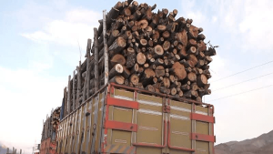 صدور حکم تبعید ۴ قاچاقچی چوب جنگلی به جنوب کشور در اردبیل
