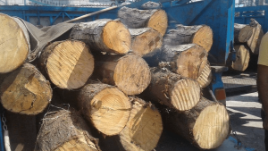 کشف ۲۹ مترمکعب چوب‌آلات جنگلی قاچاق معادل بار ۱۵ نیسان در خلخال