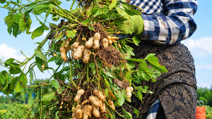 رونق فرآوری بادام‌زمینی و مهاجرت معکوس به روستاهای پارس‌آباد